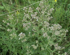 Nepeta parviflora