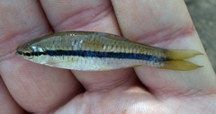 Rasbora daniconius