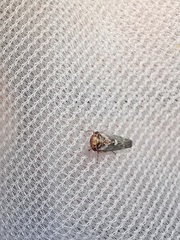 Balcanocerus larvatus