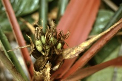 Bromelia agavifolia