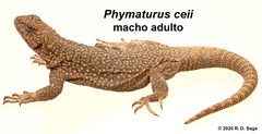 Phymaturus ceii