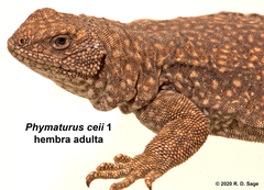 Phymaturus ceii