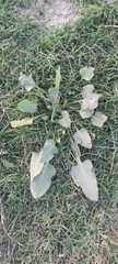 Rumex spinosus