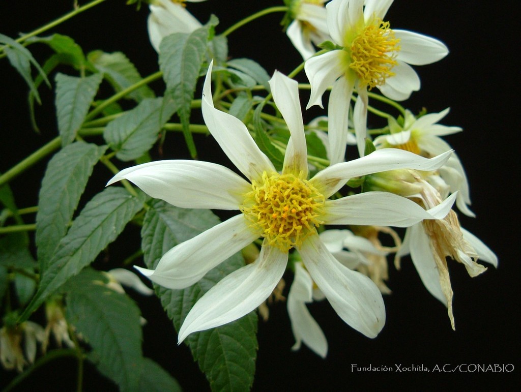 Dahlia macdougallii