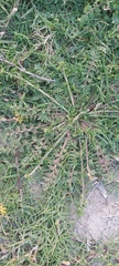 Lepidium didymum