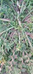 Lepidium didymum