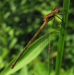 Lestes disjunctus