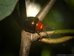 Chalcomela nitida