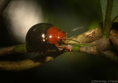 Chalcomela nitida