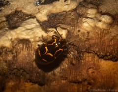 Episcaphula tamburinea