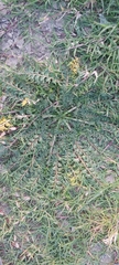 Lepidium didymum