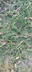 Lepidium didymum