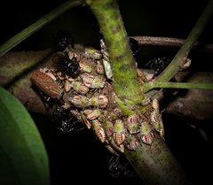 Aetalion reticulatum