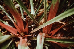 Bromelia agavifolia