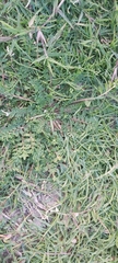 Lepidium didymum