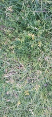 Lepidium didymum