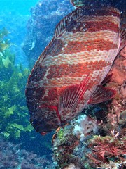 Goniistius rubrolabiatus