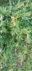 Lepidium didymum