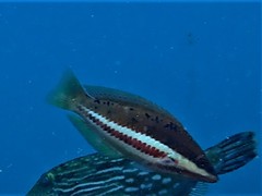 Pseudolabrus biserialis