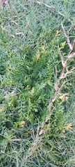 Lepidium didymum