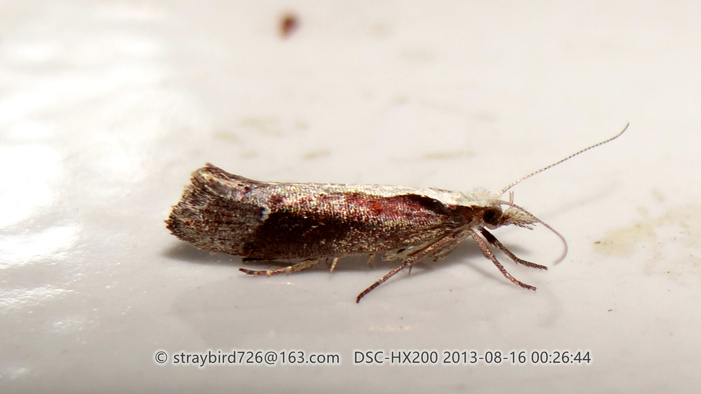 Ypsolopha leuconotella