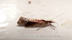 Ypsolopha leuconotella