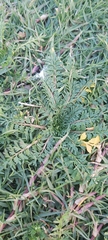 Lepidium didymum