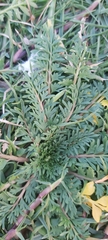 Lepidium didymum