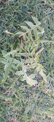 Sisymbrium irio