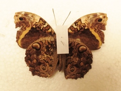 Opsiphanes quiteria