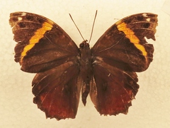 Opsiphanes quiteria