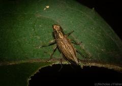 Temnosternus planiusculus