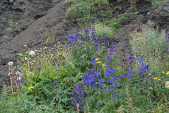Delphinium cheilanthum