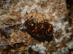 Episcaphula tamburinea