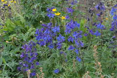 Delphinium cheilanthum