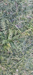 Lepidium didymum