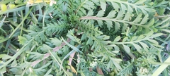 Lepidium didymum