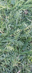 Lepidium didymum