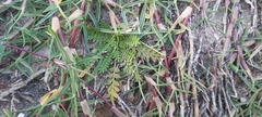 Lepidium didymum