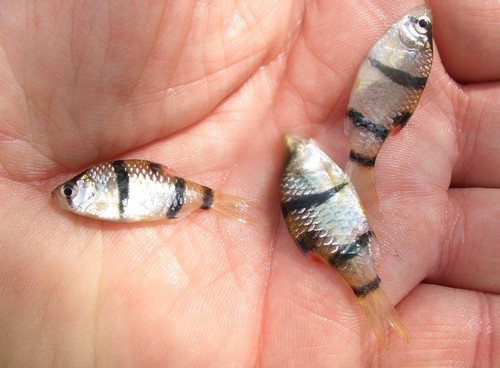 Halve-tijgerbarbeel (Puntigrus partipentazona) — Cyprinidae — 2