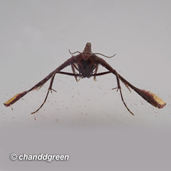 Endotricha olivacealis