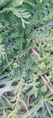 Lepidium didymum