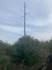 Agave sisalana