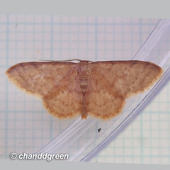 Idaea jakima