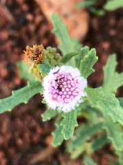 Pterocaulon sphacelatum