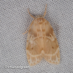 Schistophleps bipuncta