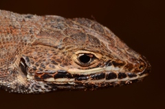 Meroles squamulosus