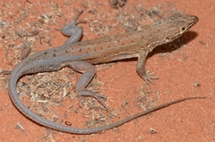 Meroles squamulosus