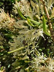 Tripodanthus flagellaris