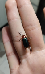 Cacoscelis marginata